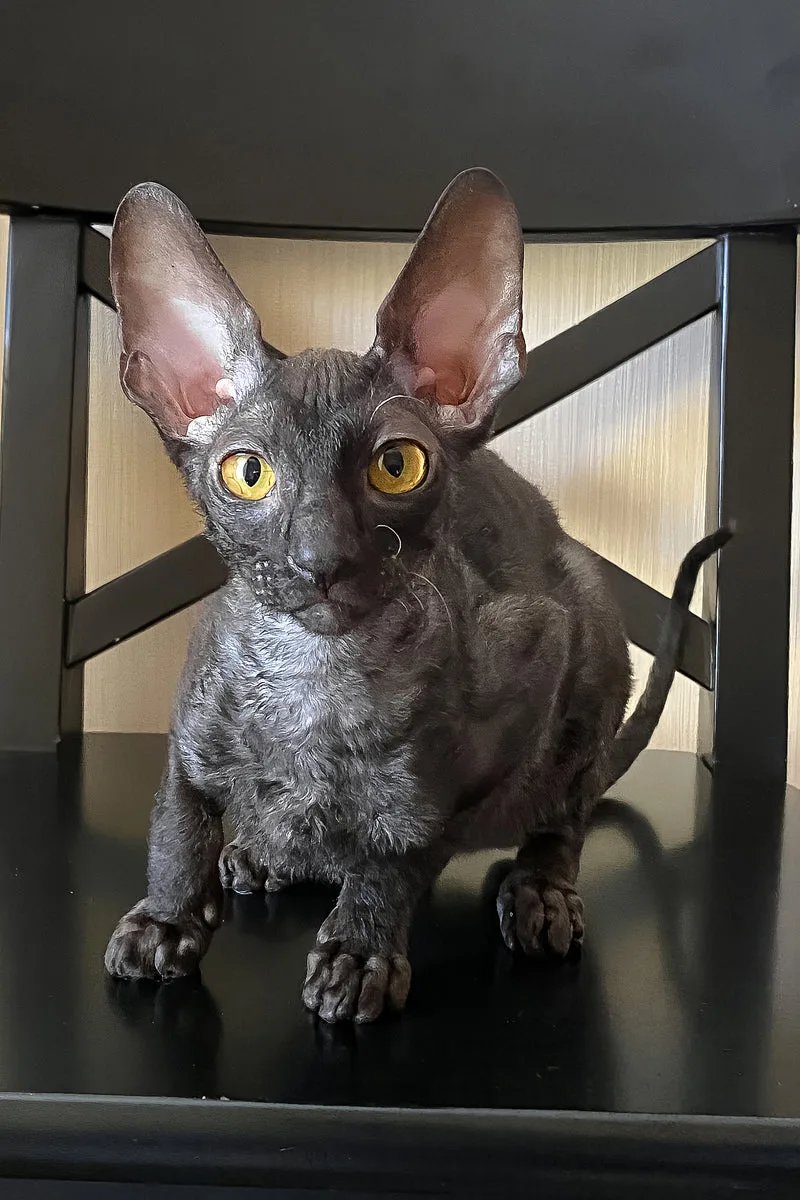Darjeeling | Cornish Rex Kitten