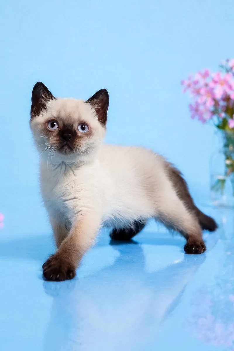 Enigma | British Shorthair Kitten