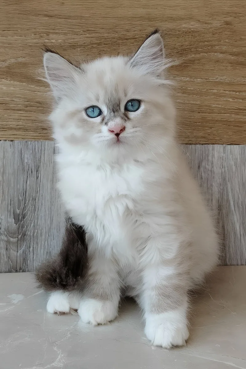 Hilari | Siberian Kitten