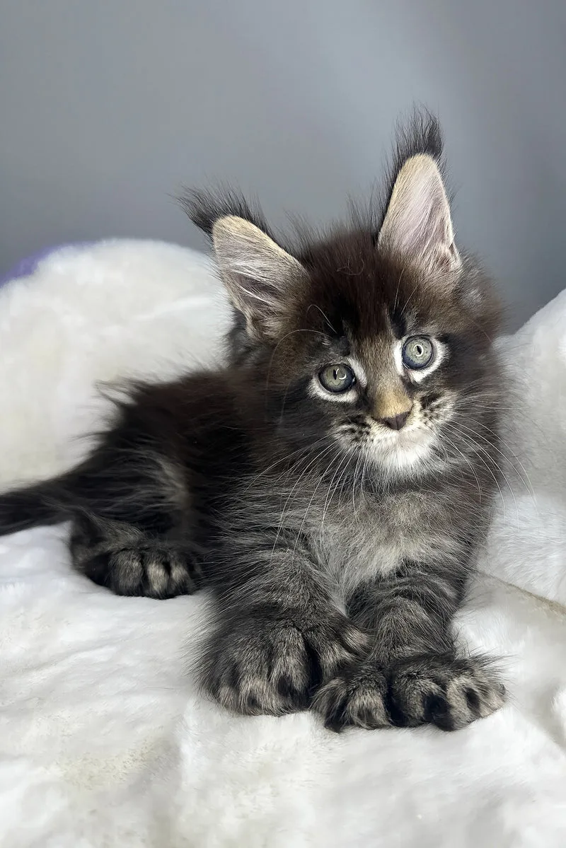 Hulk | Polydactyl Maine Coon Kitten