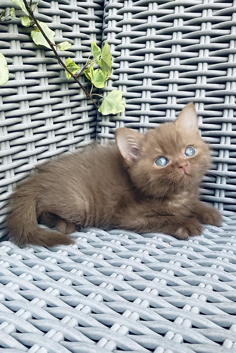 Indigo | British Shorthair Kitten