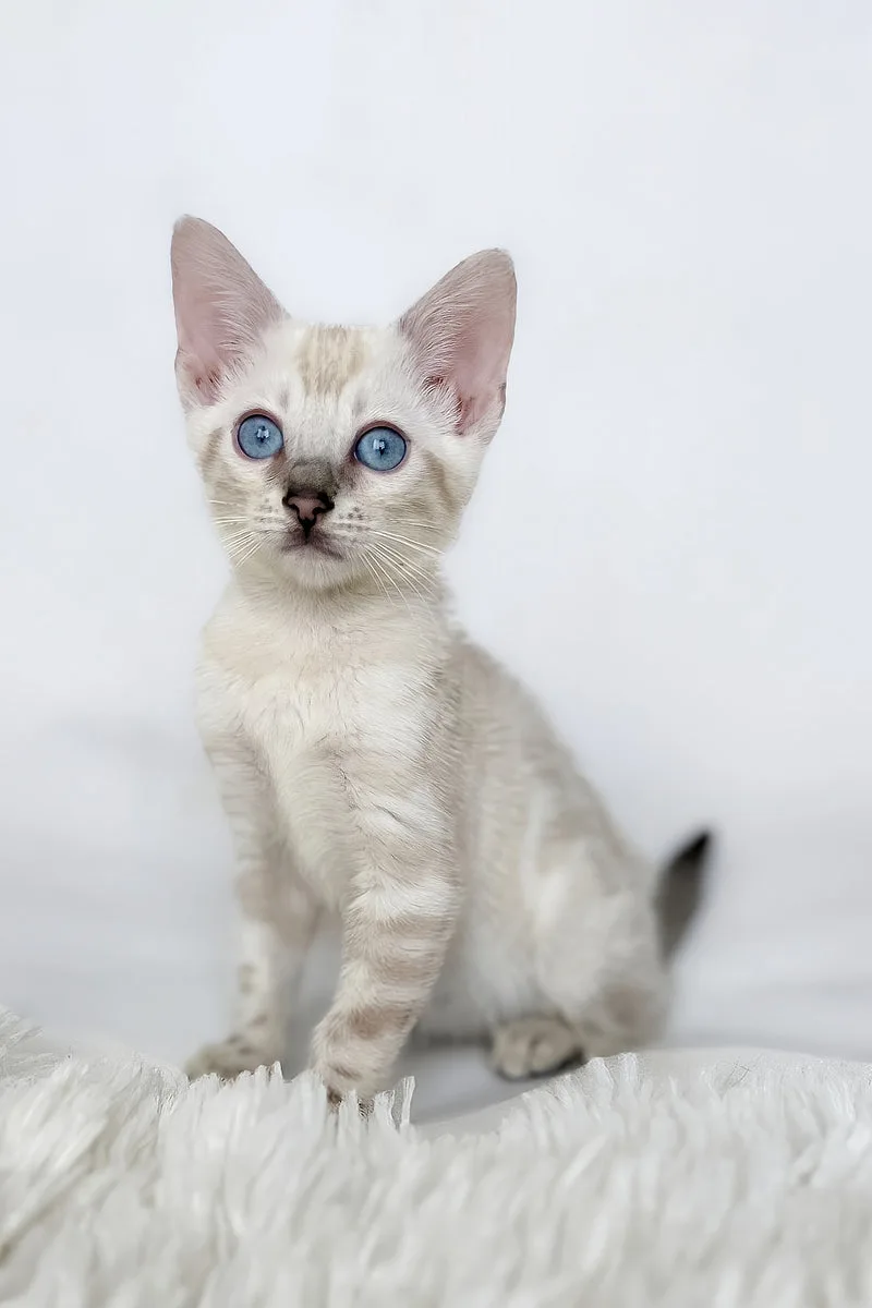 Janet | Bengal Kitten