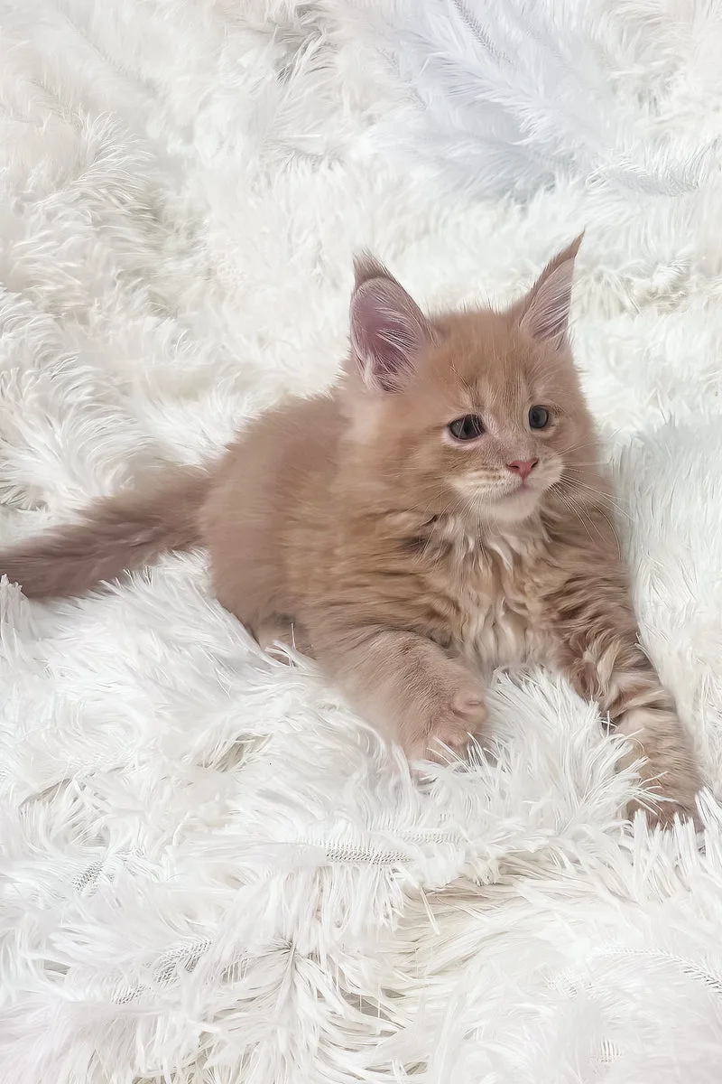 Jasper | Maine Coon Kitten