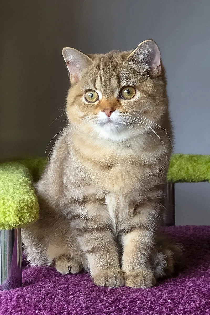 Lily | Scottish Straight Kitten