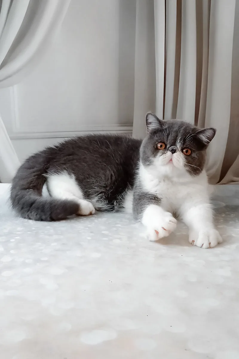 Marsel | Exotic Shorthair Kitten