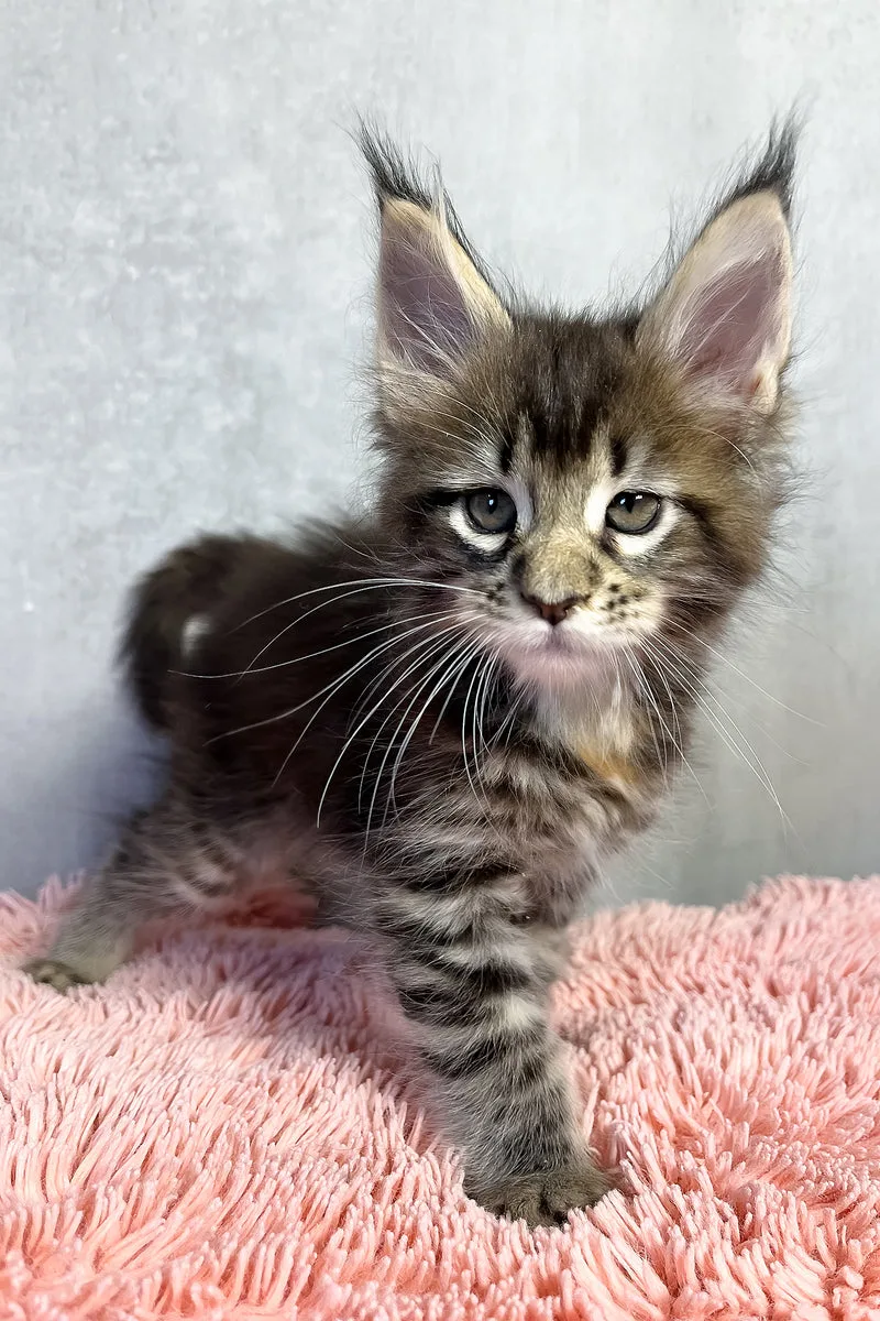 Ohara | Maine Coon Kitten