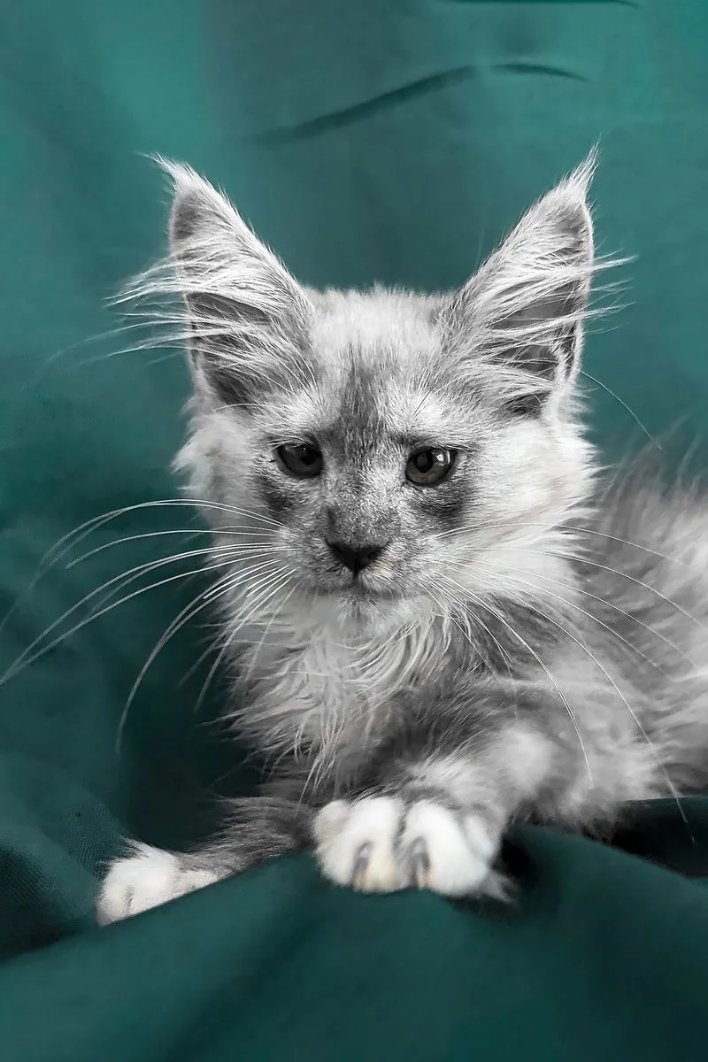 Afina | Maine Coon Kitten