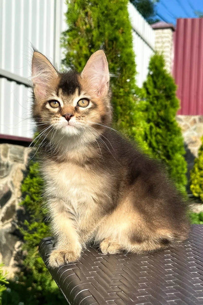 Belle | Golden Maine Coon Kitten