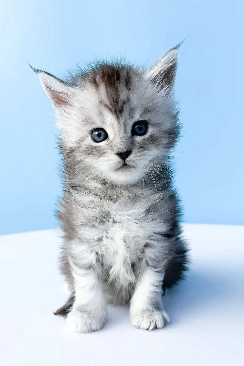 Darra | Maine Coon Kitten