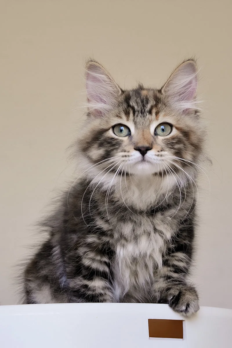 Dolli | Siberian Kitten