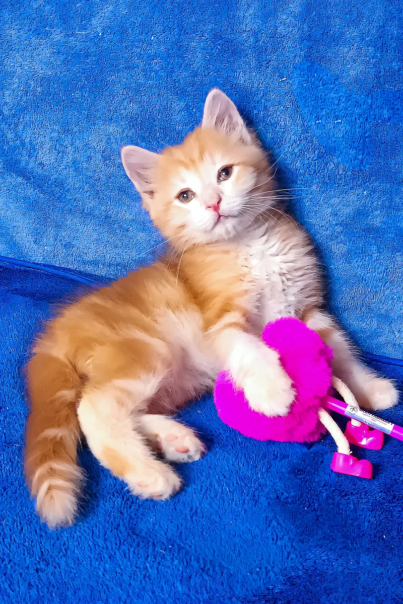 Elvis | Siberian Kitten
