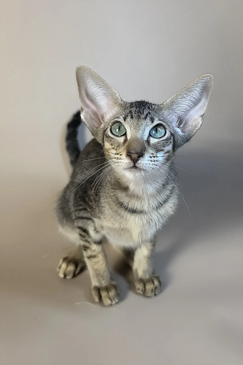 Gabriel | Oriental Shorthair Kitten
