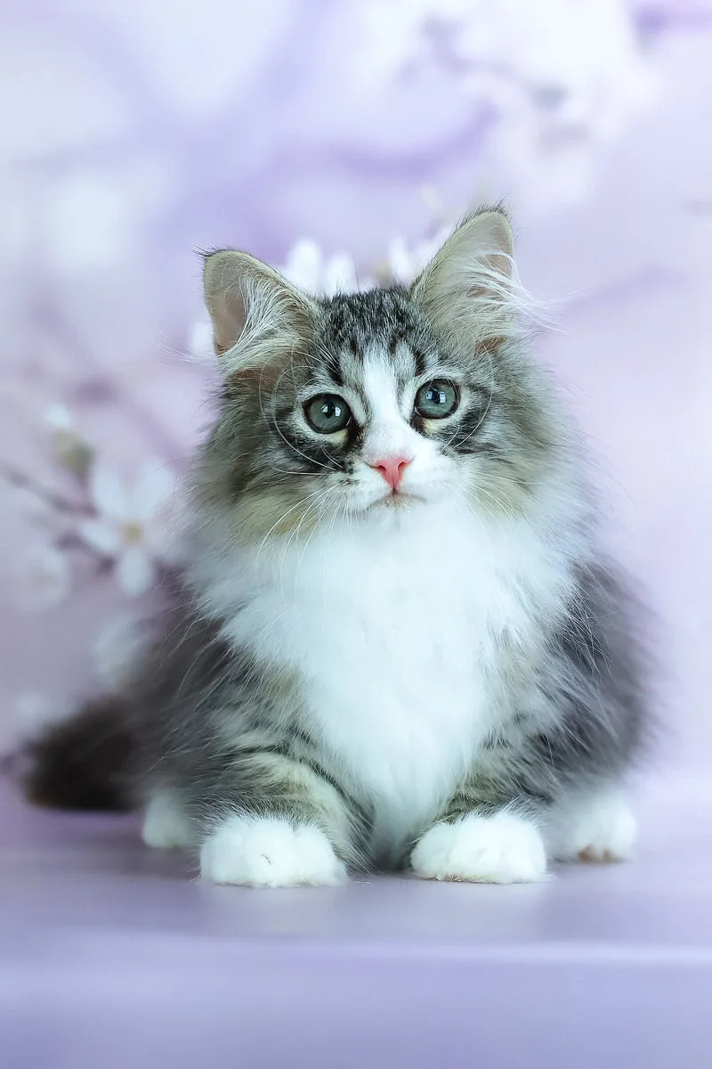 Graf | Siberian Kitten