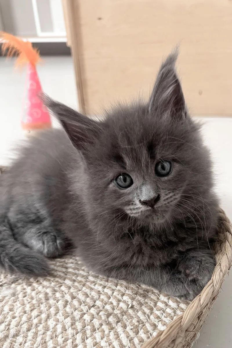 Kira | Maine Coon Kitten
