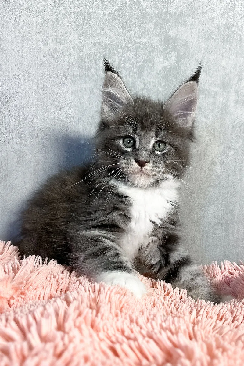 Olivia | Maine Coon Kitten