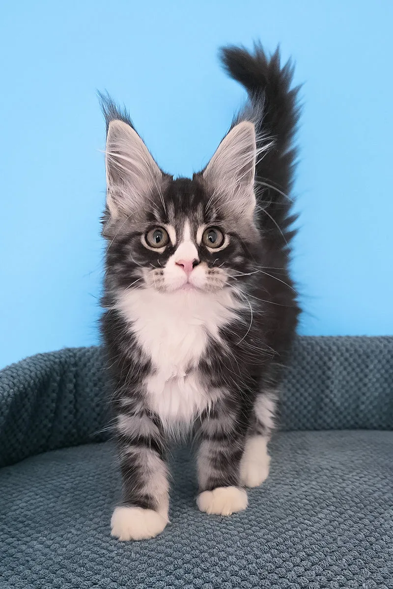 Pirat | Maine Coon Kitten