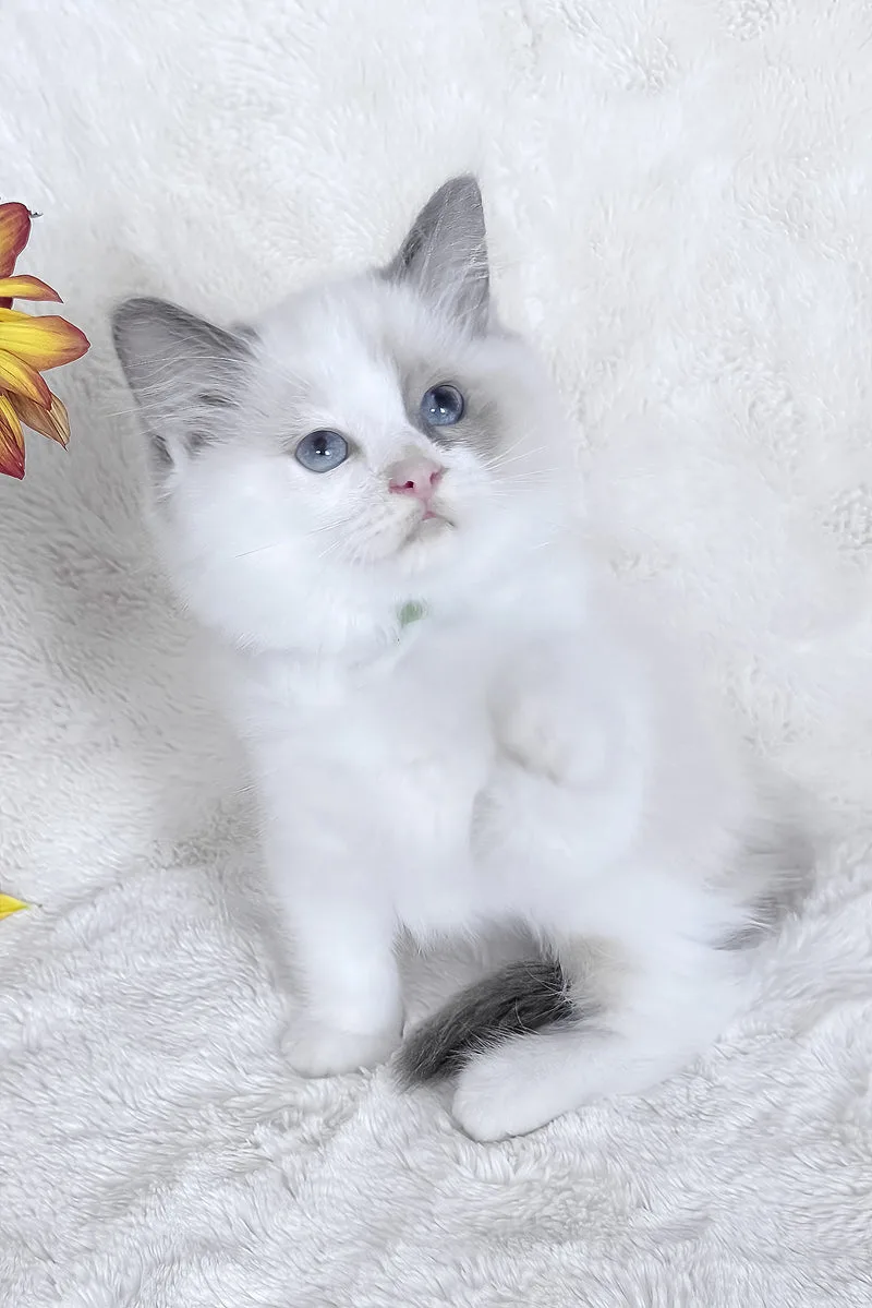 Stella | Ragdoll Kitten