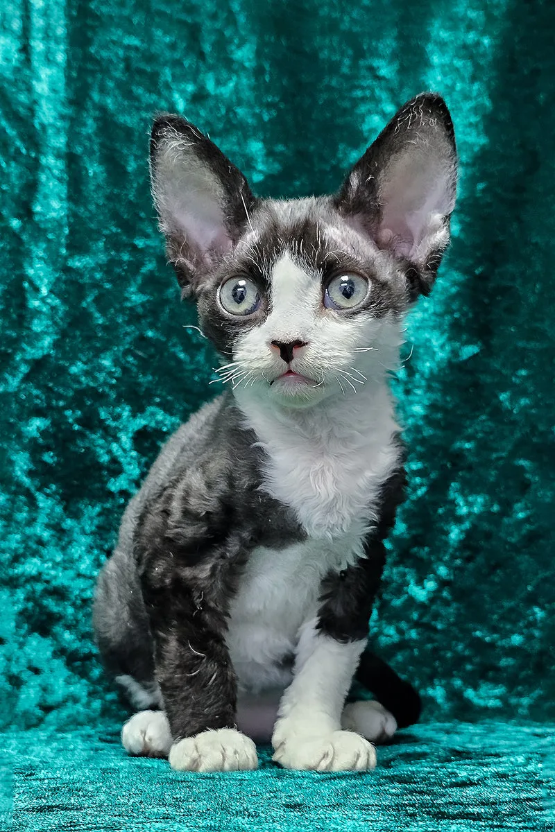 Adam | Devon Rex Kitten