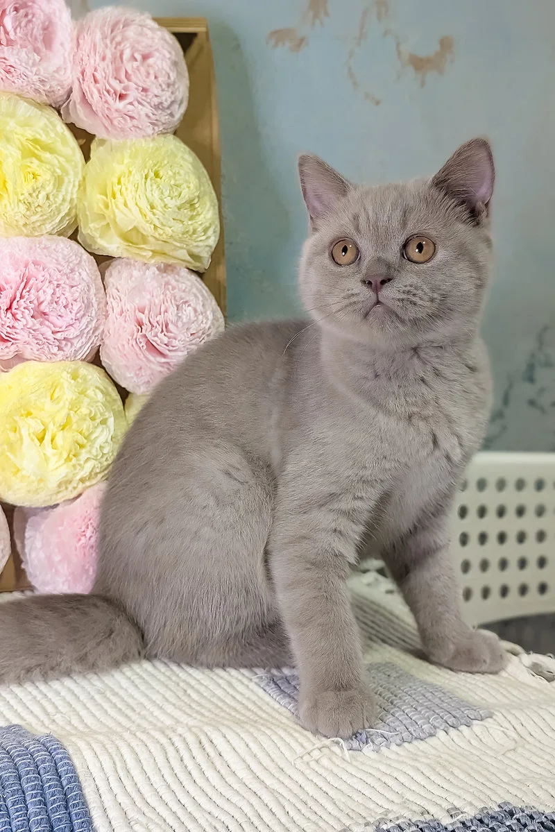 Betty | Scottish Straight Kitten