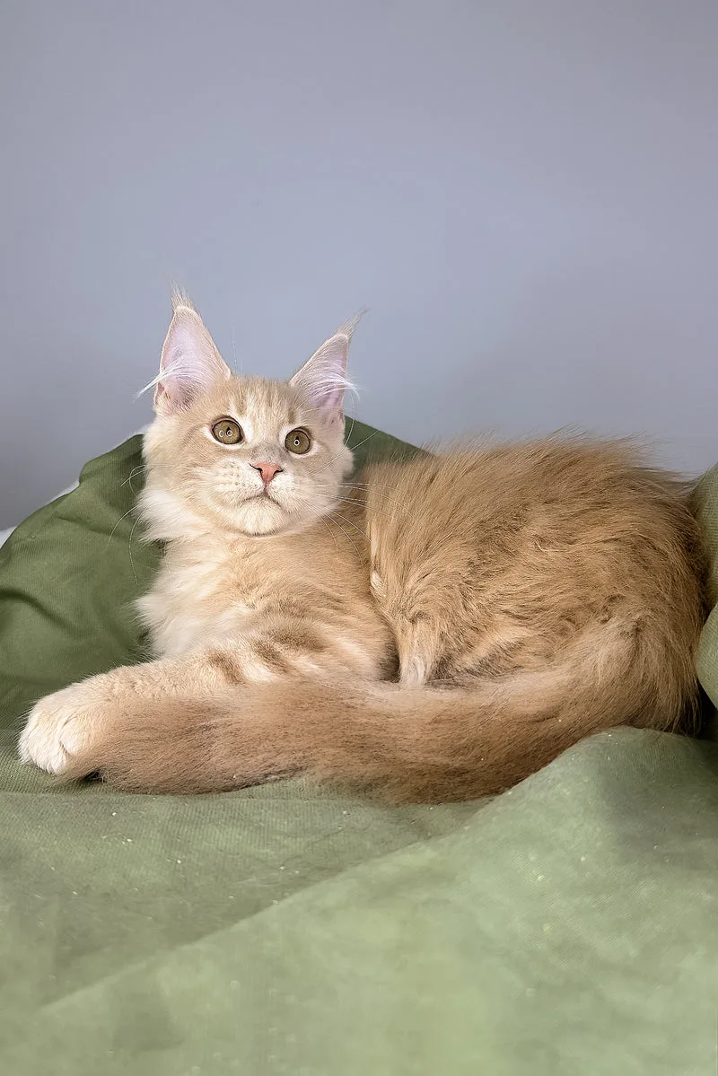 Graham | Maine Coon Kitten