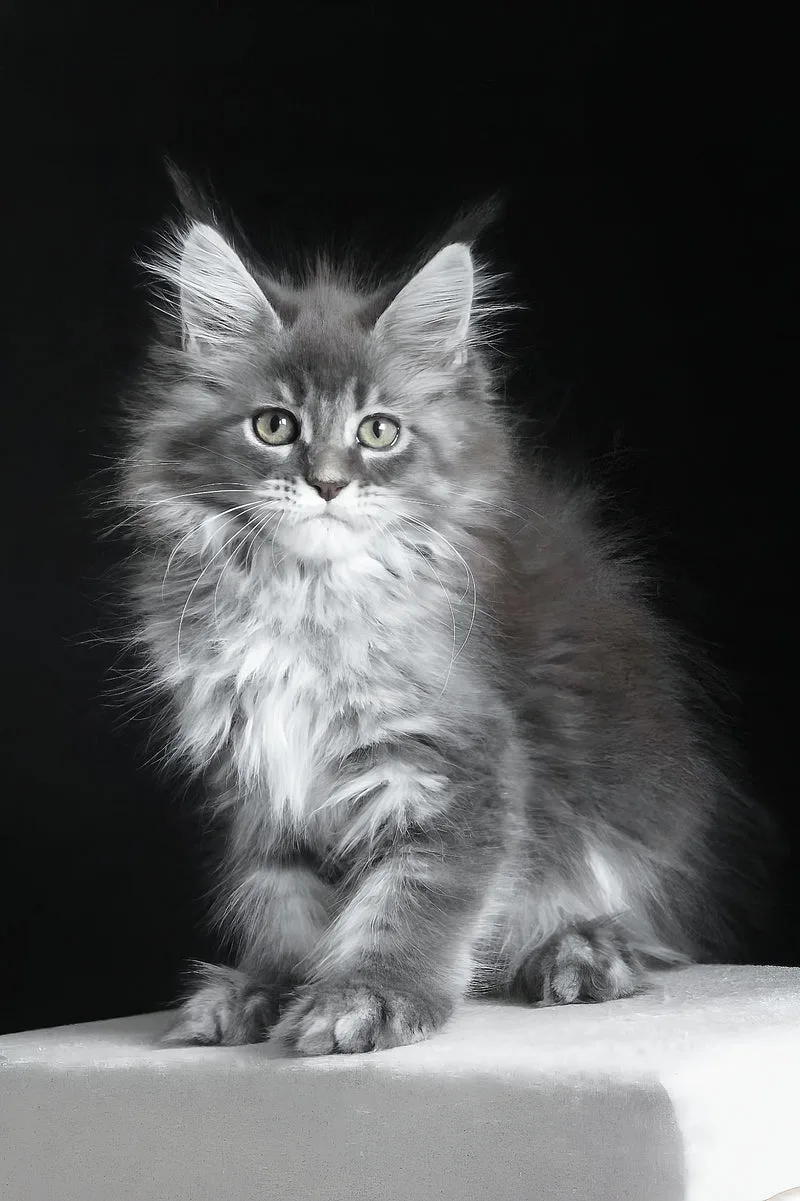 Michel | Maine Coon Kitten