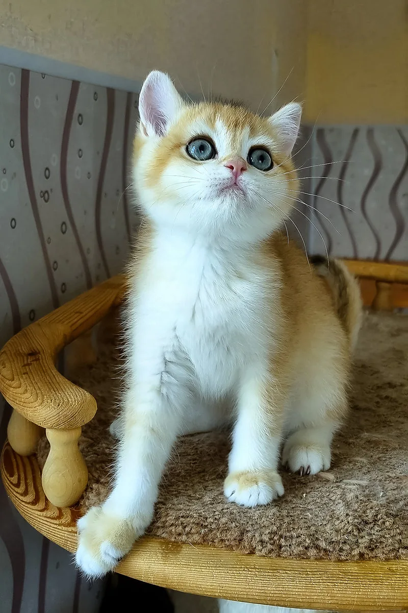 Boston | British Shorthair Kitten
