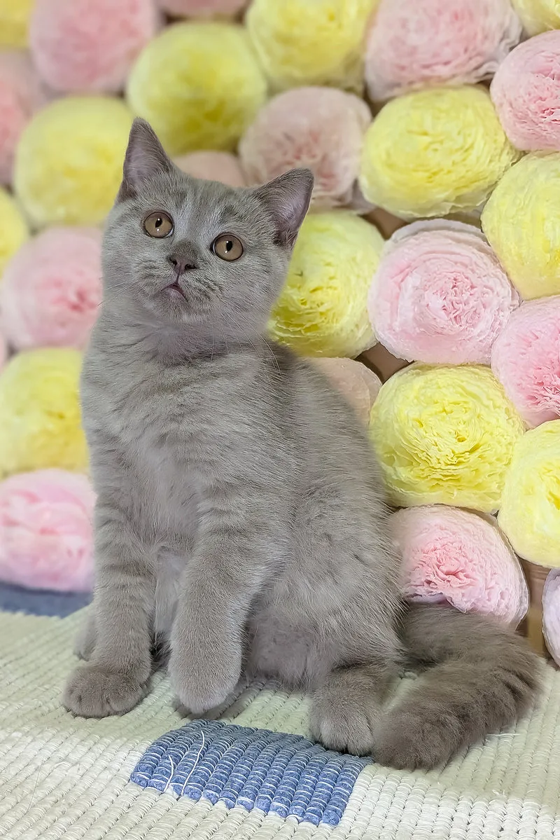 Benjamin | Scottish Straight Kitten