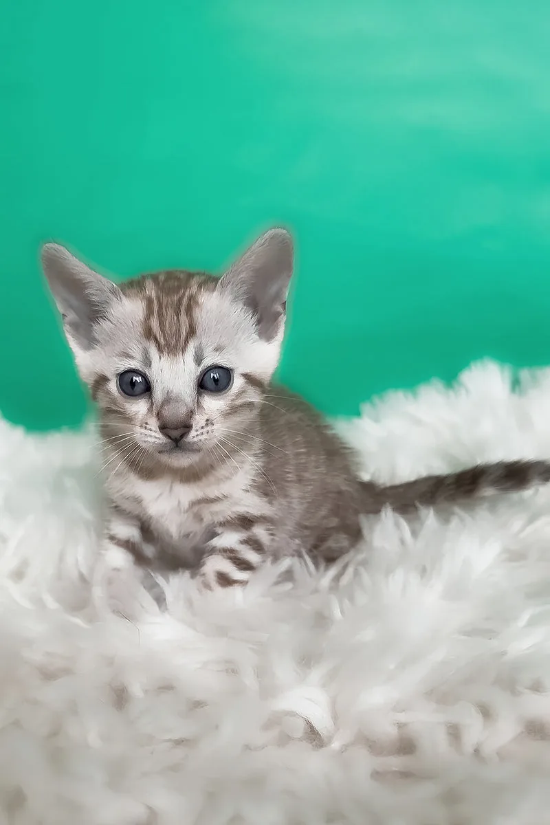 Luiza | Bengal Kitten