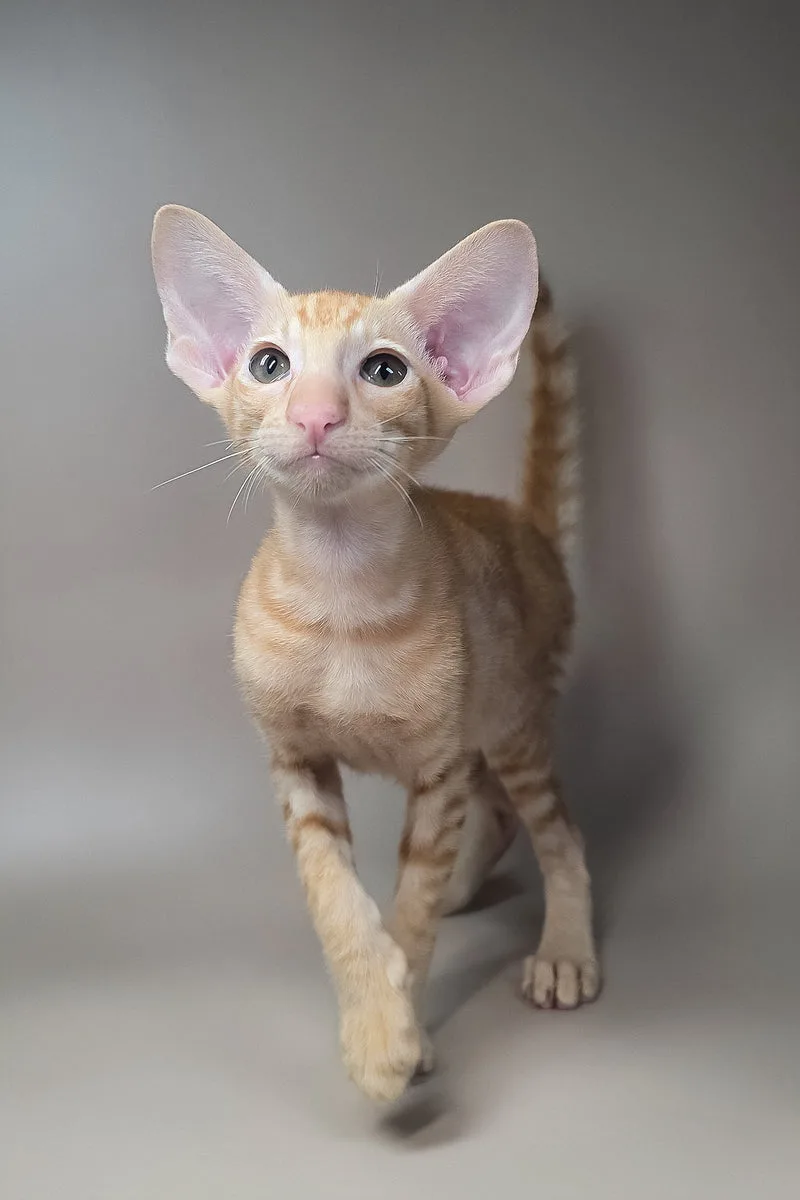 Flame | Oriental Shorthair Kitten
