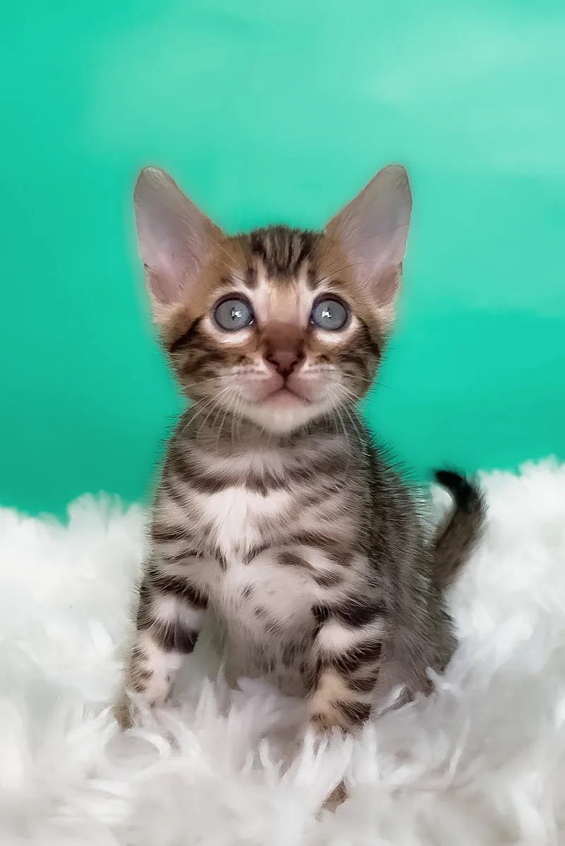 Karat | Bengal Kitten