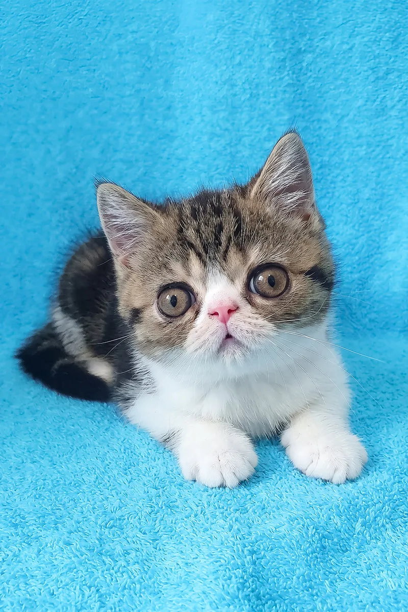 Richard | Exotic Shorthair Kitten
