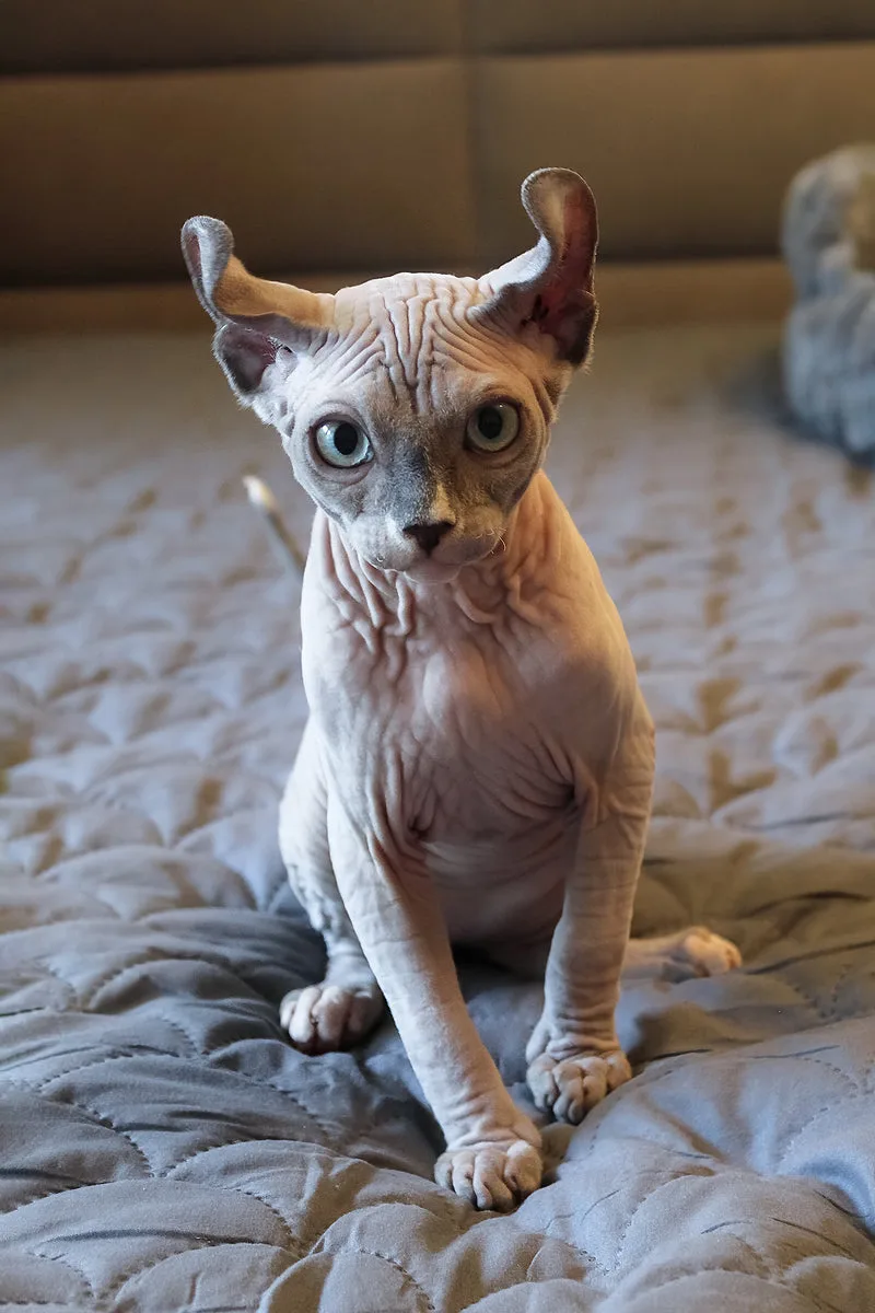 Archie | Elf Sphynx Kitten