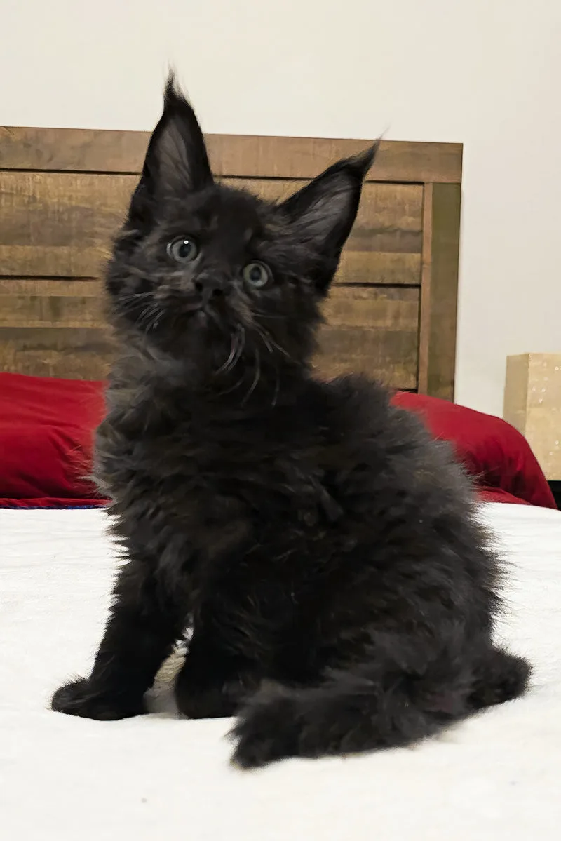 Aston | Polydactyl Maine Coon Kitten