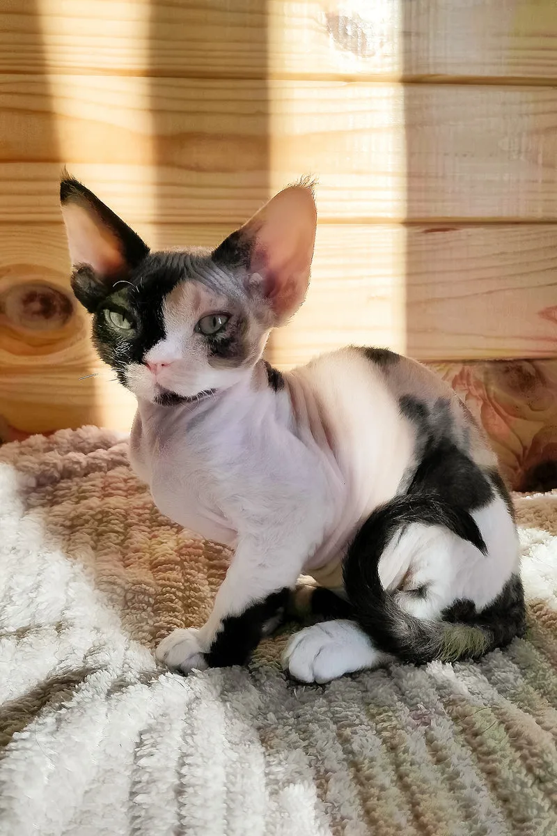 Bella | Devon Rex Kitten