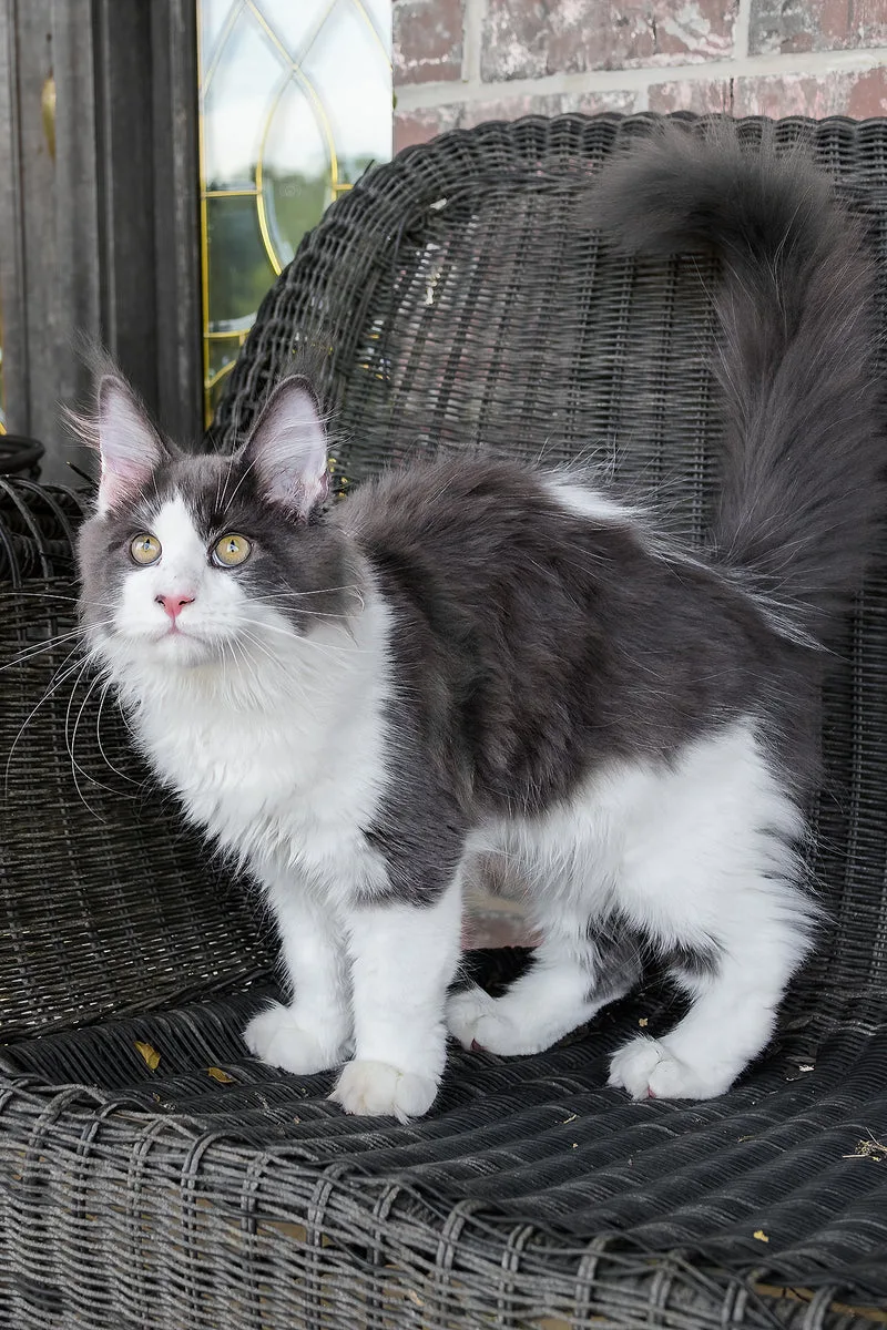Benny | Maine Coon Kitten