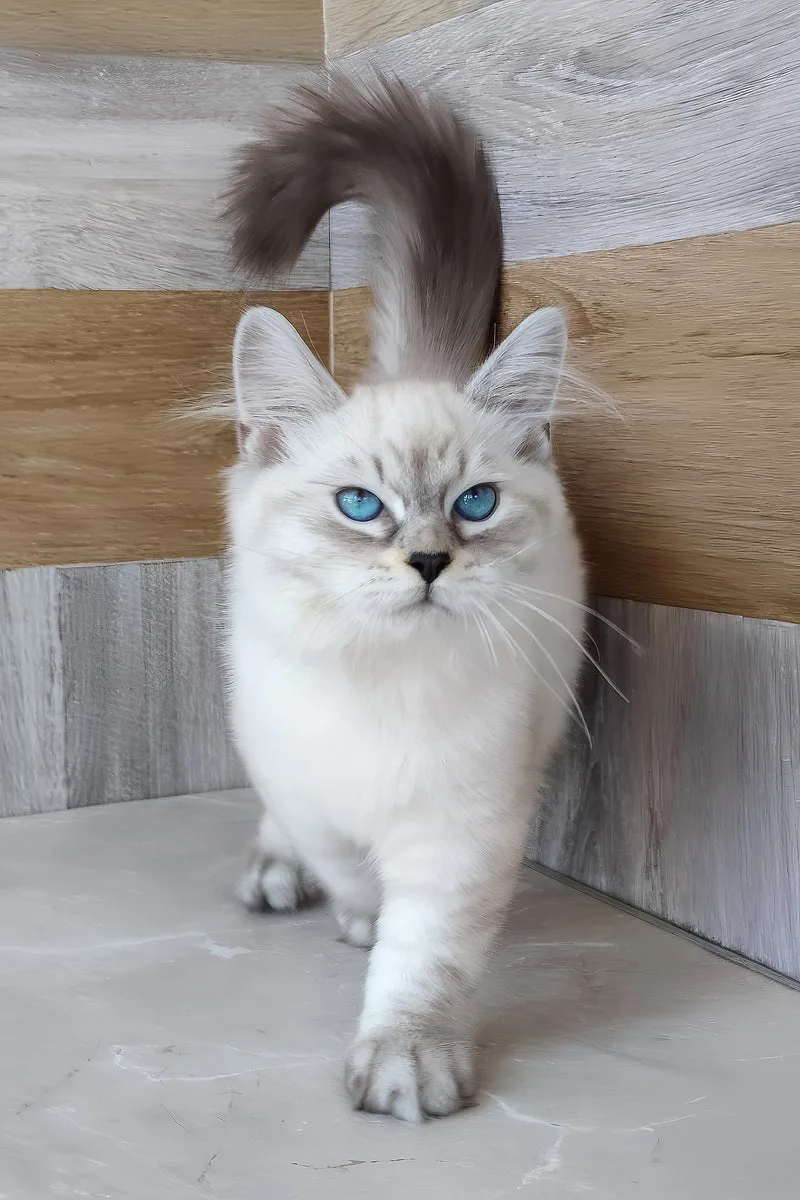 Elisei | Siberian Kitten