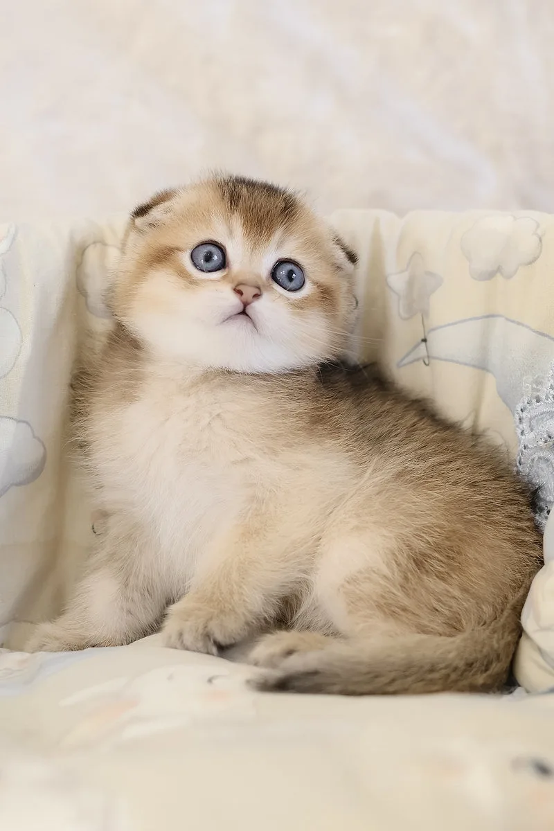Eric | Scottish Fold Kitten