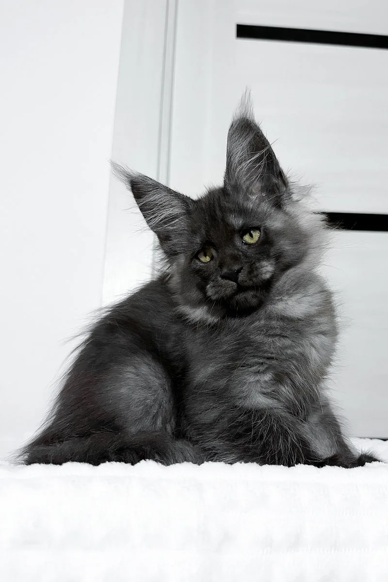Erica | Maine Coon Kitten