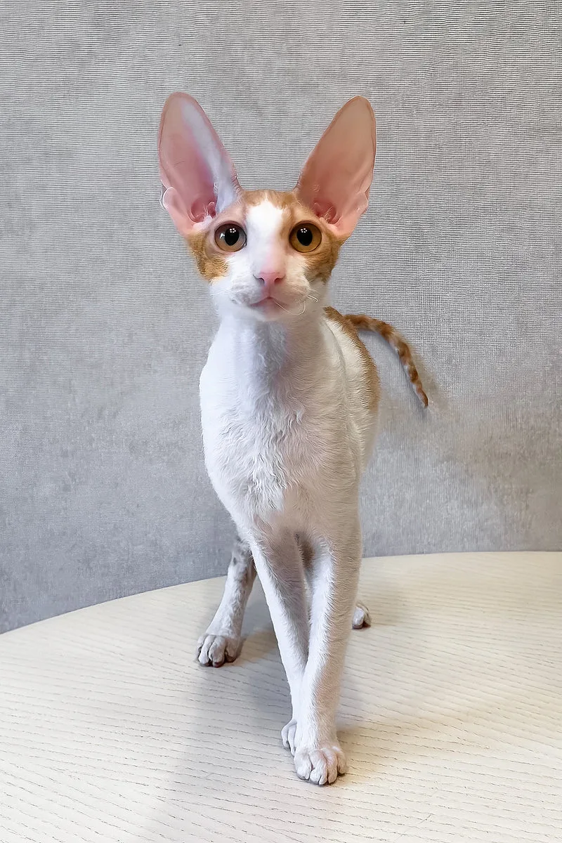 Fidji | Cornish Rex Kitten
