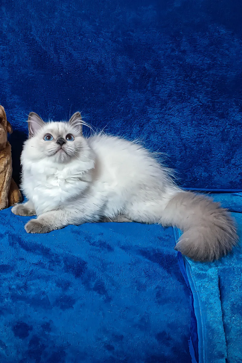 Gerda | Siberian Kitten