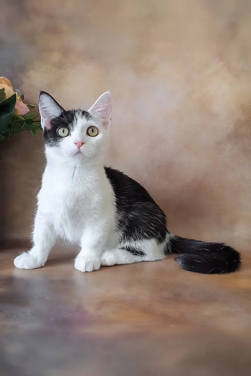 Lulu | Munchkin Kitten