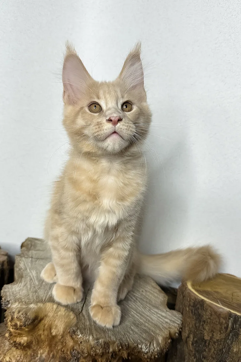 Pluto | Maine Coon Kitten