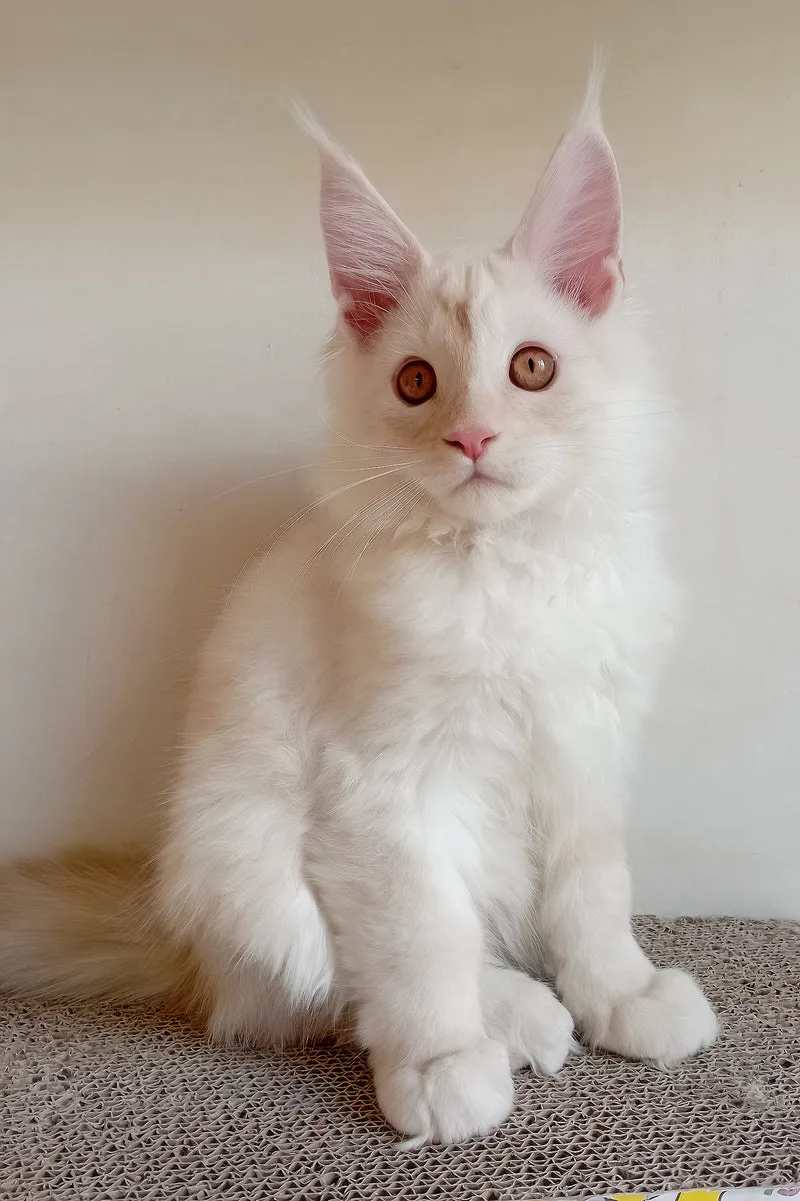 Richy | Maine Coon Kitten