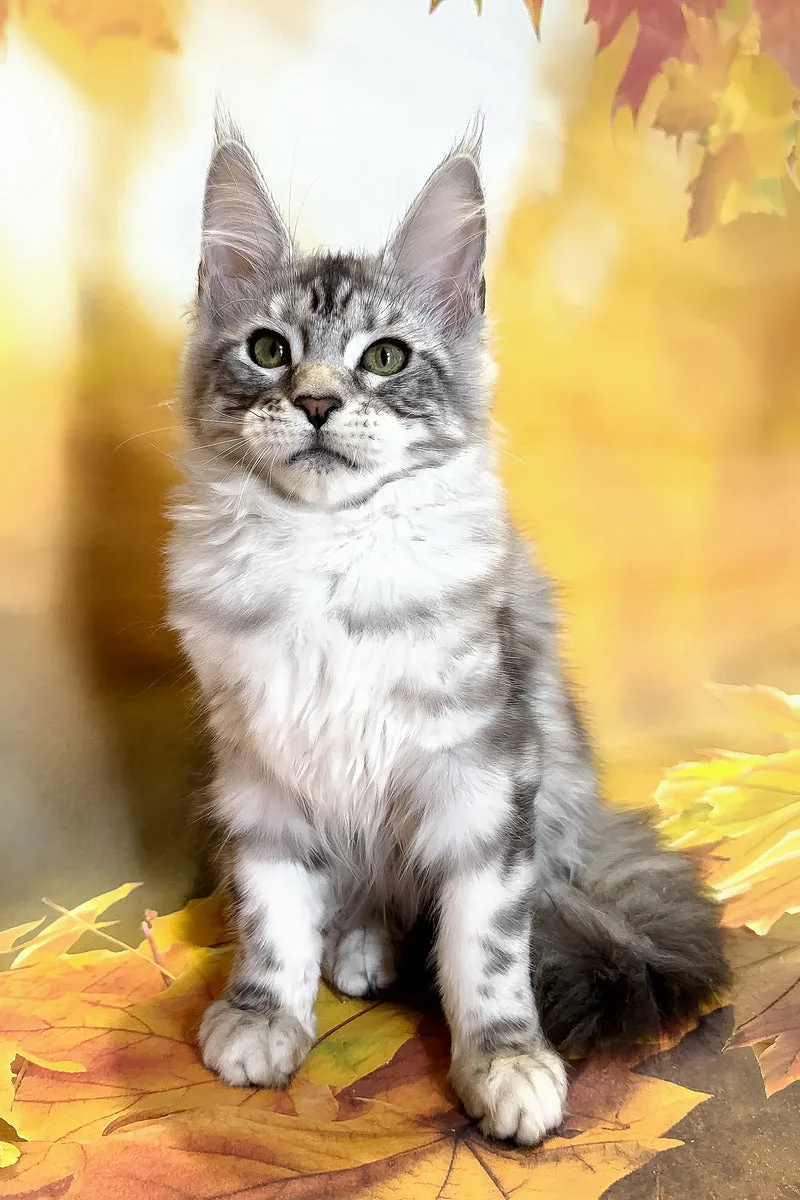 Rybi | Maine Coon Kitten
