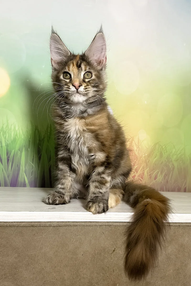 Sansa | Maine Coon Kitten