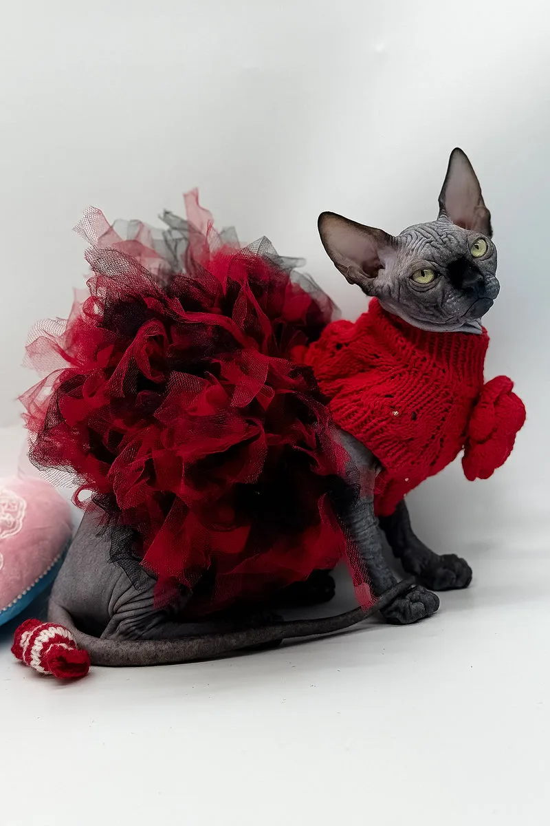 Vivienne | Canadian Sphynx Kitten