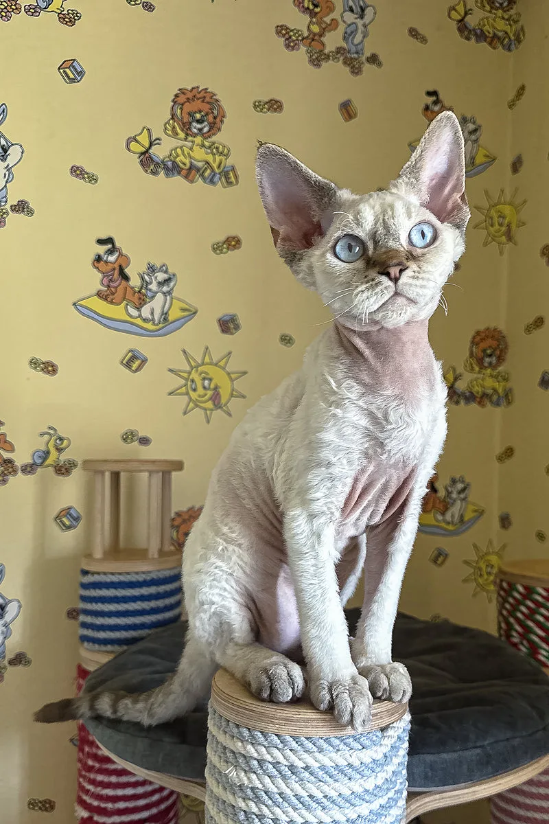 Whiskey | Devon Rex Kitten