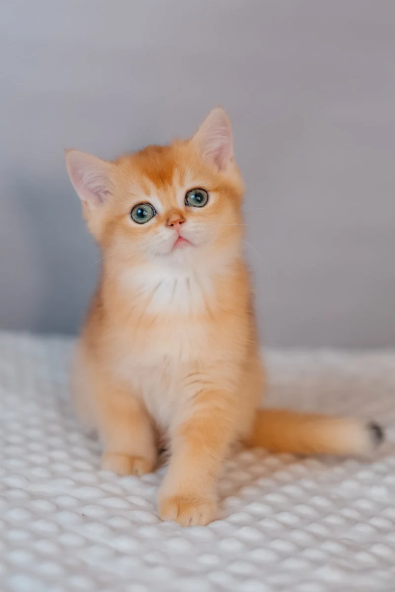 Ferrero | Scottish Straight Kitten