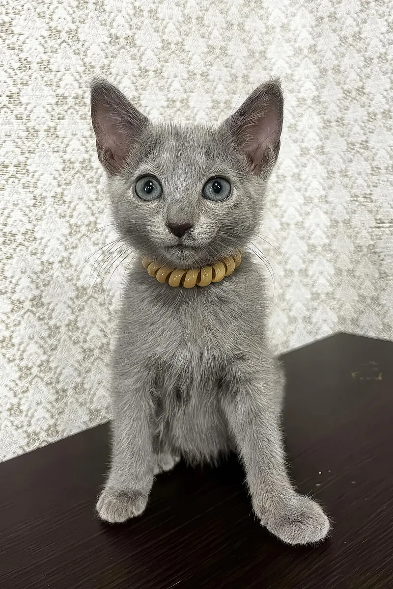 Oliver | Russian Blue Kitten