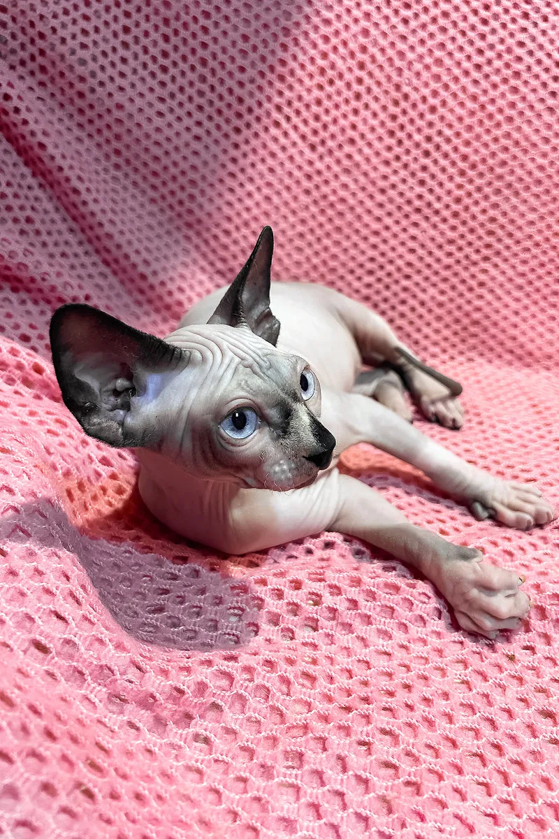 Angel | Canadian Sphynx Kitten